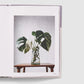 House Plant